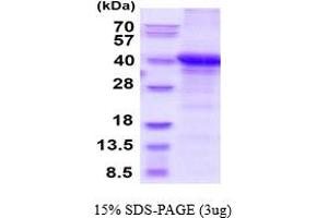 SDS-PAGE (SDS) image for Napsin A Aspartic Peptidase (NAPSA) (AA 64-420) protein (His tag) (ABIN6387805)
