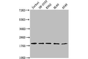 Western Blot Positive WB detected in: Jurkat whole cell lysate, SH-SY5Y whole cell lysate, K562 whole cell lysate, HL-60 whole cell lysate, A549 whole cell lysate All lanes: RPL24 antibody at 1:2000 Secondary Goat polyclonal to rabbit IgG at 1/50000 dilution Predicted band size: 18 kDa Observed band size: 18 kDa