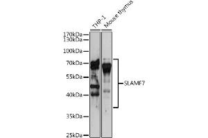 Western blot analysis of extracts of various cell lines, using SL antibody (ABIN6131102, ABIN6147830, ABIN6147832 and ABIN6221466) at 1:3000 dilution.