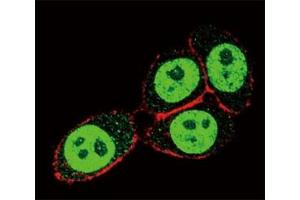 Confocal immunofluorescent analysis of SMAD3 antibody with HeLa cells followed by Alexa Fluor 488-conjugated goat anti-rabbit lgG (green). (SMAD3 antibody  (AA 186-215))