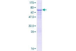 ERGIC3 Protein (AA 1-383) (GST tag)