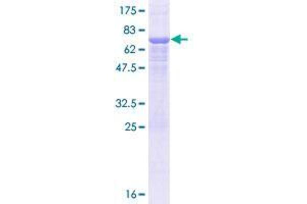 ERGIC3 Protein (AA 1-383) (GST tag)