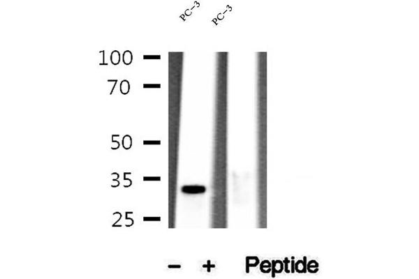 MEST antibody  (C-Term)