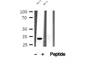Western blot analysis of extracts of PC-3 cells, using MEST antibody. (MEST antibody  (C-Term))