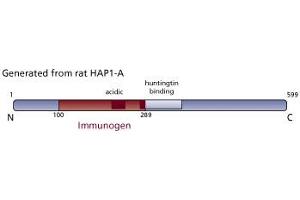 Image no. 1 for anti-Huntingtin Associated Protein 1 (HAP1) (AA 100-289) antibody (ABIN968461) (HAP1 antibody  (AA 100-289))