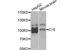 Western blot analysis of extracts of various cell lines, using C1S antibody (ABIN6290127) at 1:1000 dilution. (C1S antibody)