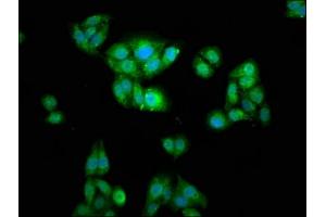 Immunofluorescence staining of HepG2 cells with ABIN7175834 at 1:166, counter-stained with DAPI. (WASF2 antibody  (AA 243-317))