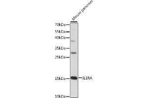 Western blot analysis of extracts of mouse pancreas, using IL1RA antibody (ABIN7267972) at 1:1000 dilution. (IL1RN antibody  (AA 1-159))