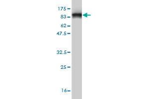 Western Blot detection against Immunogen (78. (HDAC1 antibody  (AA 1-482))