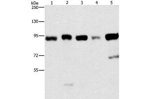Western Blot analysis of Raji and 231 cell, hepG2, hela and 293T cell using IMMT Polyclonal Antibody at dilution of 1:270