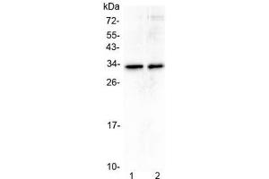 Western blot testing of human 1) A431 and 2) U-2 OS cell lysate with MED6 antibody at 0.