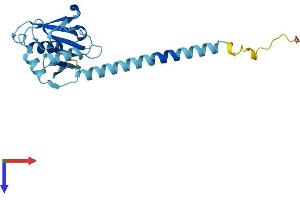 CCDC25 Protein (AA 1-208) (His tag)