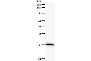 Western Blotting (WB) image for anti-SRY (Sex Determining Region Y)-Box 12 (SOX12) antibody (ABIN932194) (SOX12 antibody)