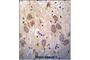 cI (BIRC3) antibody (N-term) (ABIN390069 and ABIN2840593) immunohistochemistry analysis in formalin fixed and paraffin embedded human brain tissue followed by peroxidase conjugation of the secondary antibody and DAB staining. (BIRC3 antibody  (N-Term))