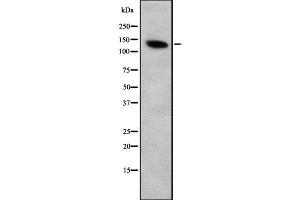 ZFPM2 antibody  (C-Term)