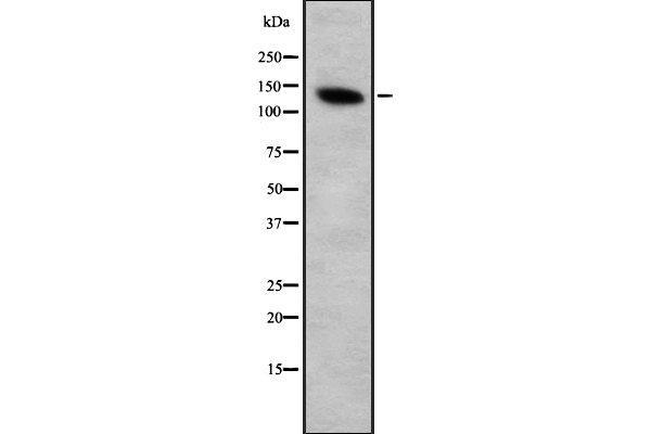 ZFPM2 antibody  (C-Term)