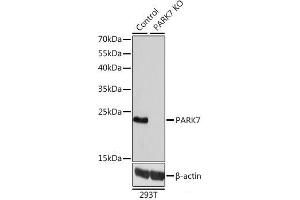 Western blot analysis of extracts from normal (control) and PARK7 knockout (KO) 293T cells using PARK7 Polyclonal Antibody at dilution of 1:1000. (PARK7/DJ1 antibody)
