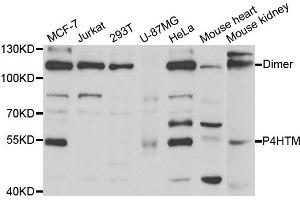 Western Blotting (WB) image for anti-Prolyl 4-Hydroxylase, Transmembrane (Endoplasmic Reticulum) (P4HTM) antibody (ABIN1877129)
