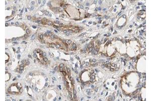 ABIN6267492 at 1/100 staining human Kidney tissue sections by IHC-P. (VEGFR2/CD309 antibody  (pTyr951))
