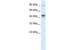 KIF3A antibody used at 1 ug/ml to detect target protein. (KIF3A antibody  (C-Term))