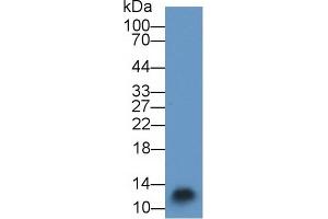 Detection of S100A3 in Mouse Skin lysate using Polyclonal Antibody to S100 Calcium Binding Protein A3 (S100A3) (S100A3 antibody  (AA 1-101))
