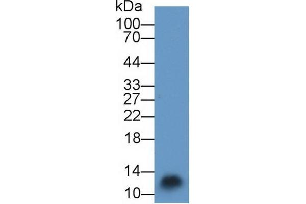 S100A3 anticorps  (AA 1-101)