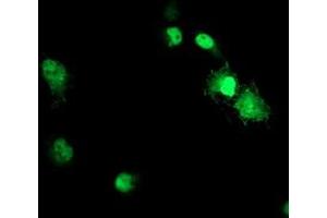 Anti-ACD mouse monoclonal antibody (ABIN2455628) immunofluorescent staining of COS7 cells transiently transfected by pCMV6-ENTRY ACD (RC204381). (ACD antibody)