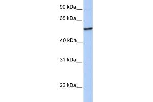 WB Suggested Anti-NUDCD1 Antibody Titration:  0. (NUDCD1 antibody  (N-Term))