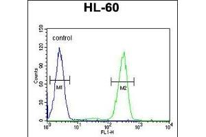AFTPH Antibody (C-term) (ABIN651958 and ABIN2840475) flow cytometric analysis of HL-60 cells (right histogram) compared to a negative control cell (left histogram). (Aftiphilin antibody  (C-Term))
