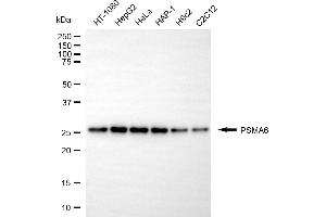 Western blotting analysis using PSMA6 antibody (ABIN7799964).