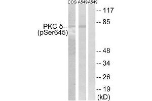 Western Blotting (WB) image for anti-Protein Kinase C, delta (PKCd) (pSer645) antibody (ABIN1847522)