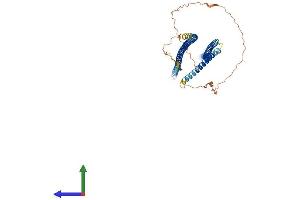 AlphaFold protein structure predicition of Mouse Recombinant Krt14 Protein, UniprotID Q61781 (KRT14 Protein (AA 1-484) (His tag))