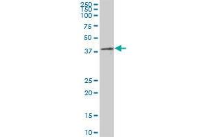 PRPF18 MaxPab polyclonal antibody. (PRPF18 antibody  (AA 1-342))