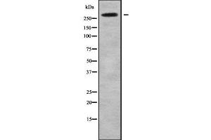 Western blot analysis NAV2 using HeLa whole cell lysates (NAV2 antibody  (Internal Region))