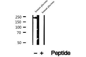PRPF8 antibody  (C-Term)