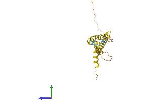 AlphaFold protein structure predicition of Human Recombinant OCIAD2 Protein, UniprotID Q56VL3 (OCIAD2 Protein (AA 1-154) (His tag))