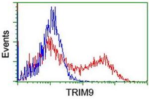 Image no. 2 for anti-Tripartite Motif Containing 9 (TRIM9) (AA 284-669) antibody (ABIN1491325) (TRIM9 antibody  (AA 284-669))