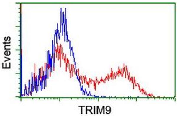 TRIM9 抗体  (AA 284-669)