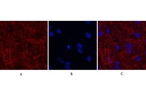 Immunofluorescence analysis of rat brain tissue. (MAP2 antibody)