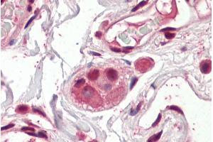 ABIN768545 (3. (AES antibody  (N-Term))