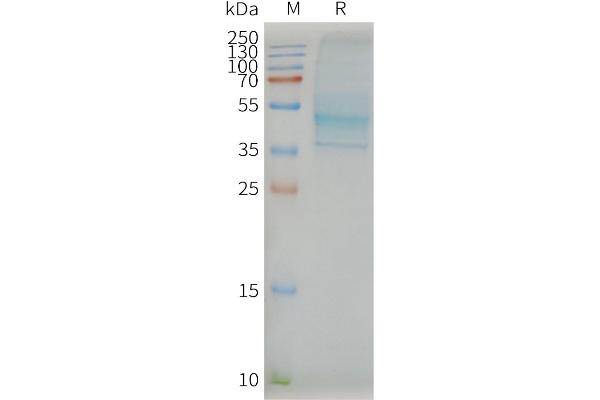 CCR7 Protein
