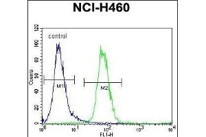 FX4L1 Antibody (N-term) (ABIN655284 and ABIN2844875) flow cytometric analysis of NCI- cells (right histogram) compared to a negative control cell (left histogram). (FOXD4L1 antibody  (N-Term))