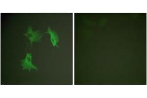 Immunofluorescence analysis of NIH-3T3 cells, using Tubulin alpha Antibody. (alpha Tubulin antibody)