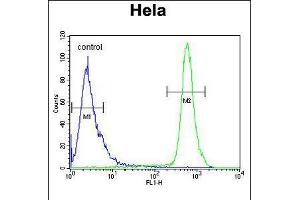Flow cytometric analysis of Hela cells (right histogram) compared to a negative control cell (left histogram). (HS3ST2 antibody  (C-Term))