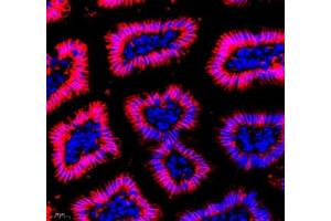 Immunofluorescence of paraffin embedded mouse small intestine using Annexin-A4 (ABIN7073066) at dilution of 1: 1800 (400x lens) (Annexin IV antibody)