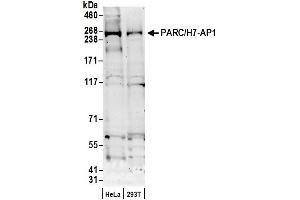 anti-Cullin 9 (CUL9) (AA 1-50) antibody