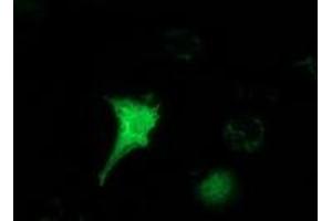 Anti-HAGHL mouse monoclonal antibody (ABIN2454227) immunofluorescent staining of COS7 cells transiently transfected by pCMV6-ENTRY HAGHL (RC200832). (HAGHL antibody)