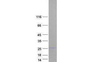 Charged Multivesicular Body Protein 5 (CHMP5) (Transcript Variant 2) protein (Myc-DYKDDDDK Tag)