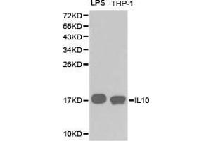 Western Blotting (WB) image for anti-Interleukin 10 (IL10) antibody (ABIN1873184) (IL-10 antibody)