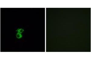 Immunofluorescence analysis of MCF7 cells, using OR6B2 Antibody. (OR6B2 antibody  (AA 261-310))